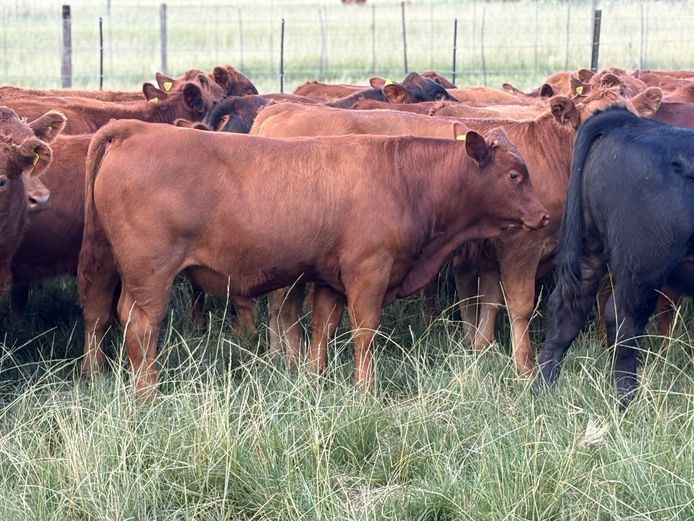 Intact Bull Calves | Tweeddale Farming