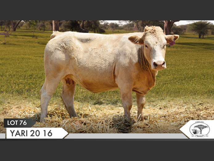 YARI 200016 | YARI STUD