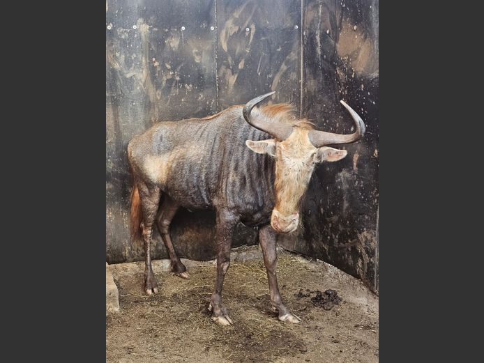 KONINGS WILDEBEES | JPX