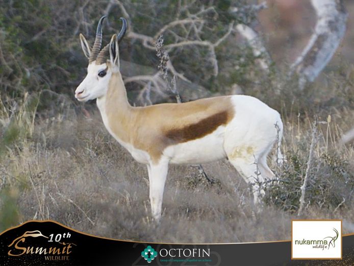 King Springbok Ram