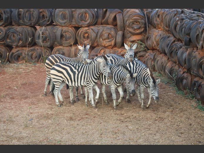 Zebra