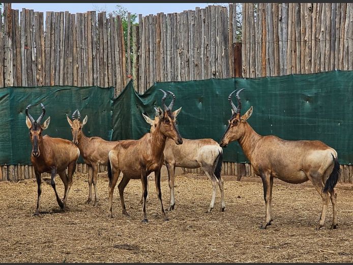 RED HARTEBEEST | PRINS GAME