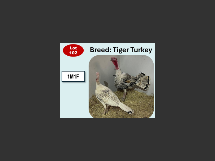 TIGER TURKEY | ANNUAL MYTILUS AND ELOFF