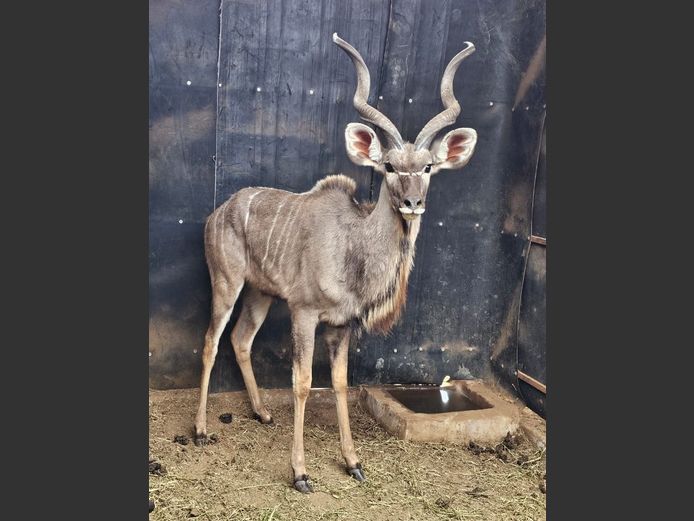 KUDU | NOVAVEN