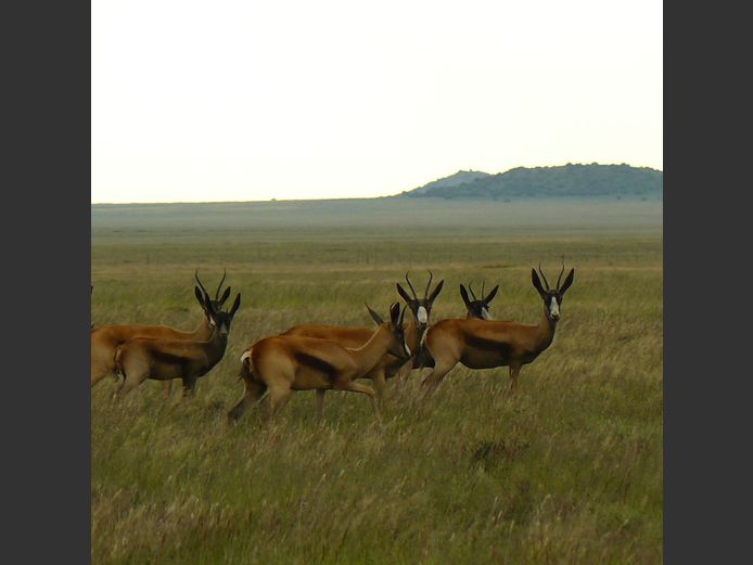 Koper Springbok | Vrolikheid Wild (DH Cilliers)