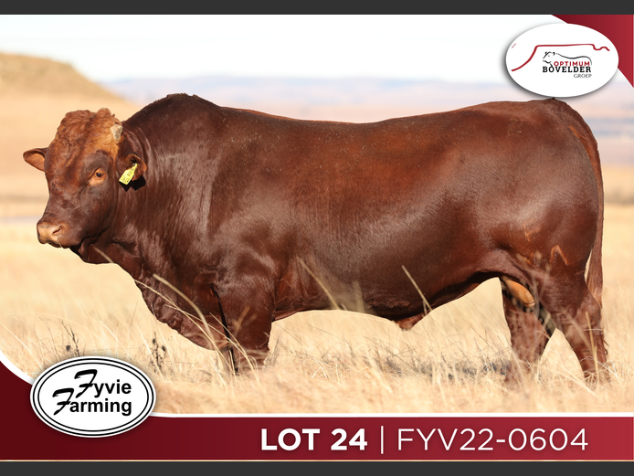 FYV22-0604