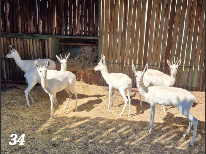 WIT SPRINGBOK | CGOC