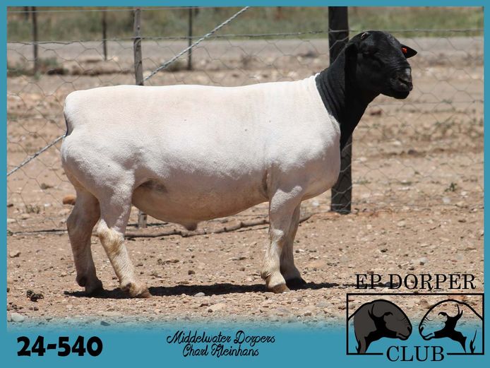 24-540 | Charl Kleinhans - Middelwater Dorper