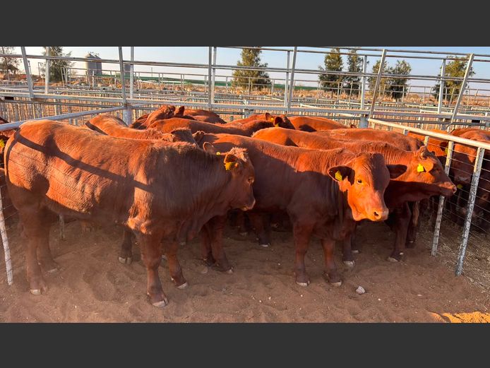 AGRA MARIENTAL WEANER AUCTION