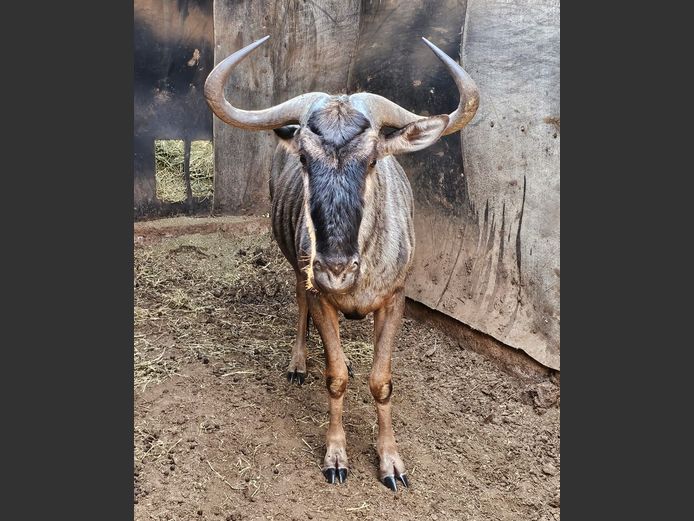 BLUE WILDEBEEST | W. KLOPPERS