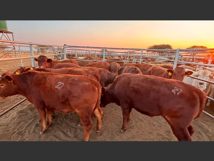 AGRA OTJIWARONGO WEANER AUCTION
