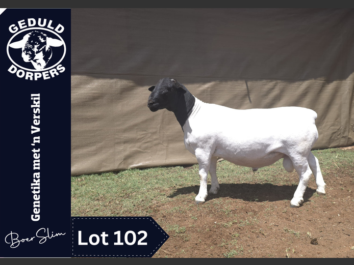 126 24 0032 | Geduld Dorpers