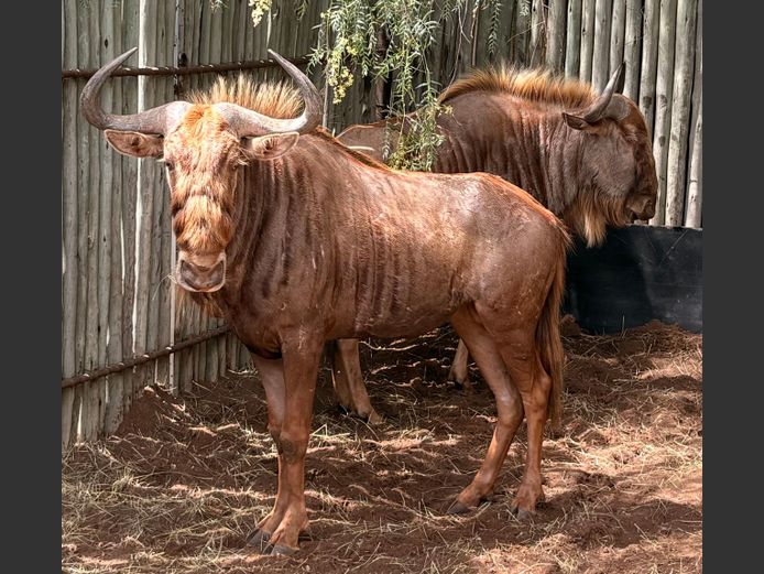 Goue Wildebees Bulle