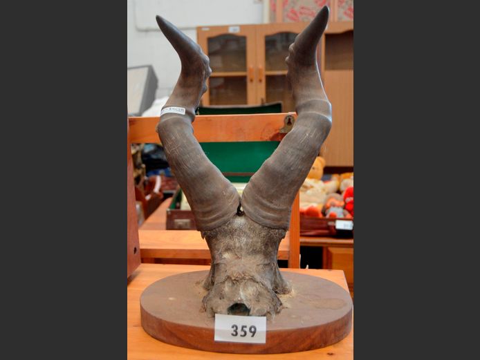 BUCK HORNS, 47cm High