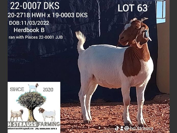 ID:22-0007DKS | HEINRICH DAMIAN STRAUSS