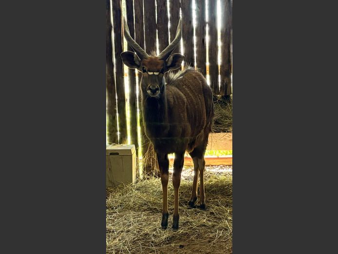 Nyala Bul