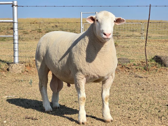 MK240056 | M. KLOPPER