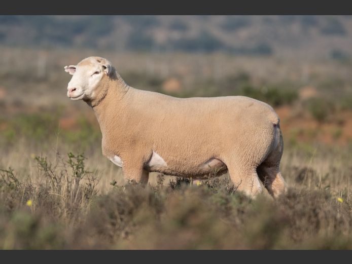 DZ250096 | 2 STEYNS BOERDERY