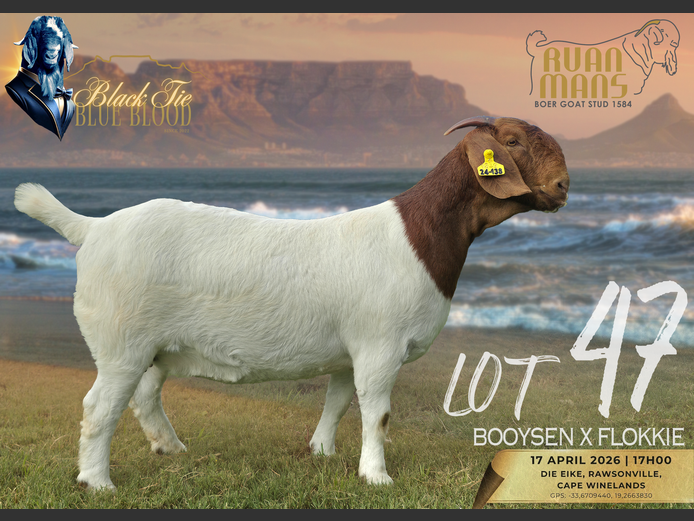 1584 24-138 | Ruan Mans Boerbokstoet