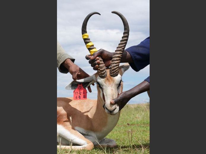 Damara Springbok Ram
