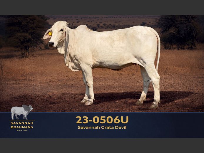 23-0506U | SAVANNAH BRAHMAN