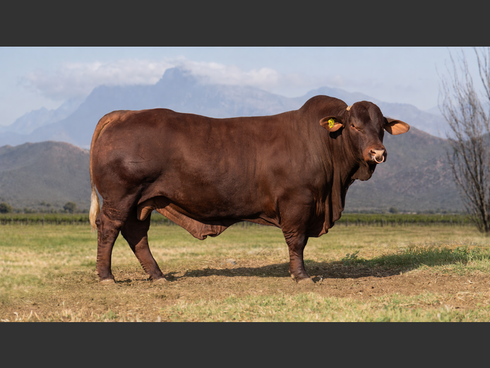 BR220043HH | P.J. NIEMAND