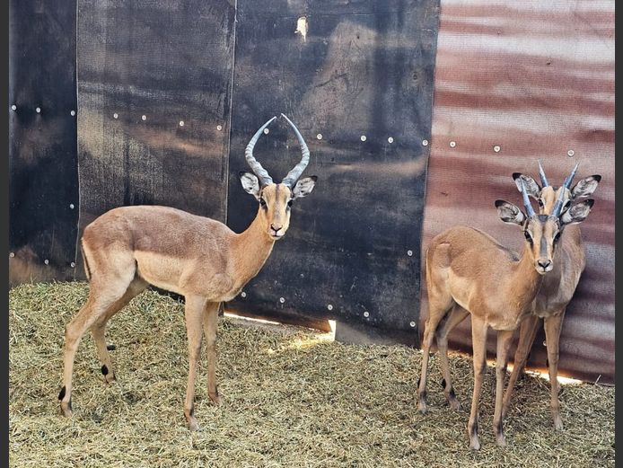 IMPALA | GHOST TRADING