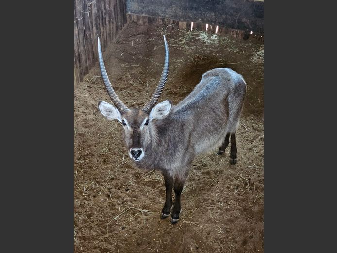 WATERBOK | LEGENDS / ENTABENI