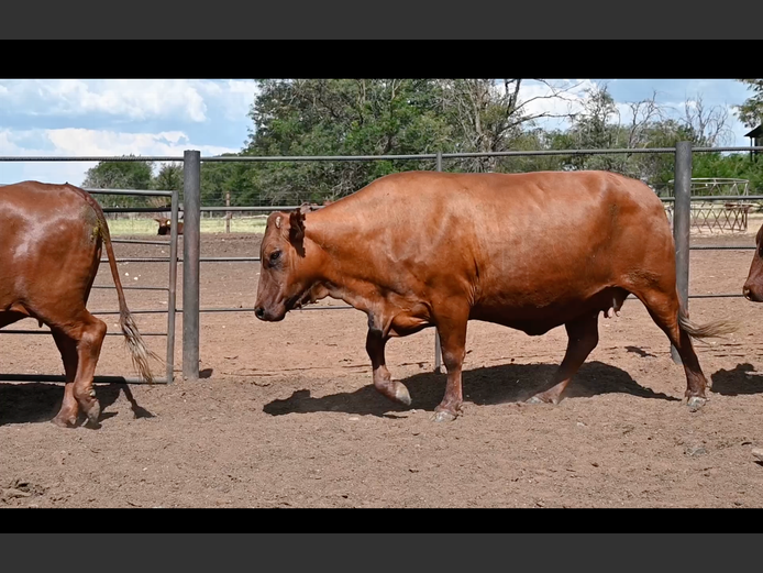 Commercial Animals | Marx Ranch (Pty) LTD