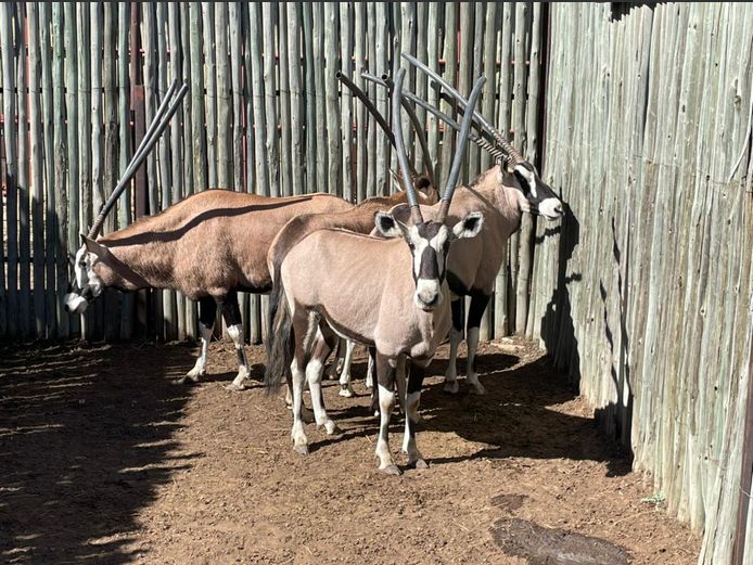 Gemsbok