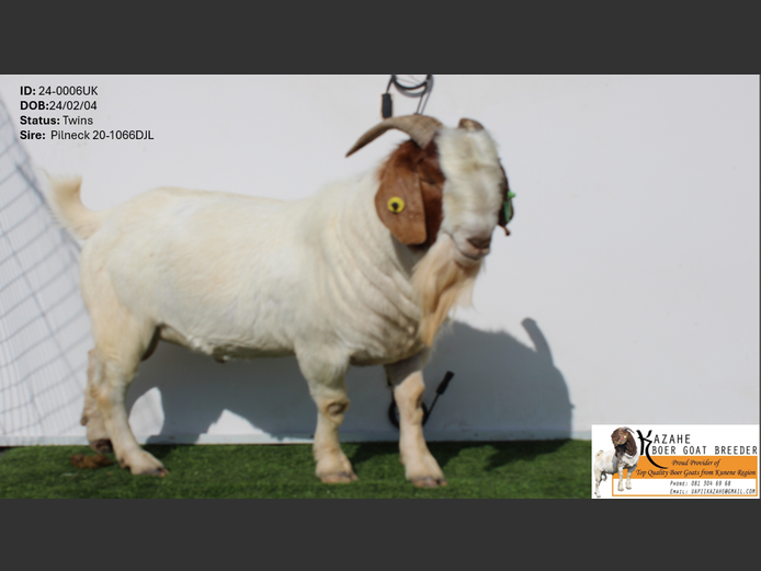 24-0006UK | Kahaze Boergoat Stud
