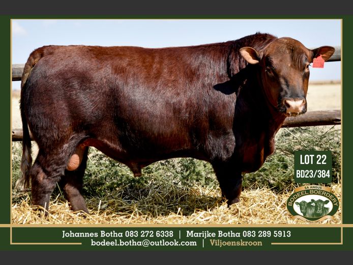 BD 230384 | BODEEL BOERDERY