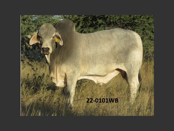 22-0101WB | WOKUMA BRAHMAN