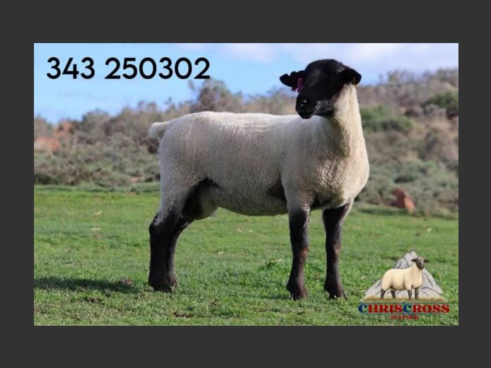 343250302 | CHRISCROSS SUFFOLKS