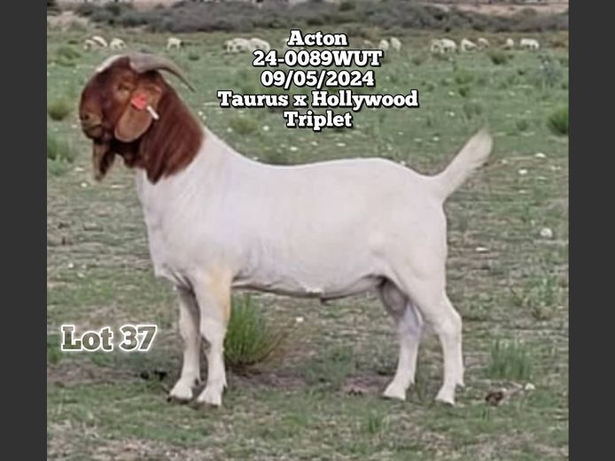 24-0089WUT | ORIVEREKE KLEINVEE STUD