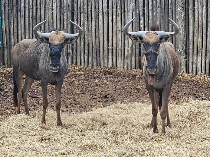 BLUE WILDEBEEST | NUM-NUM