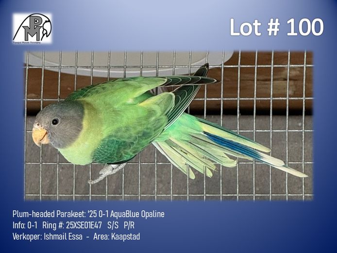 0-1 '25 Plum-headed Parakeet: AquaBlue Opaline - Ishmail Essa