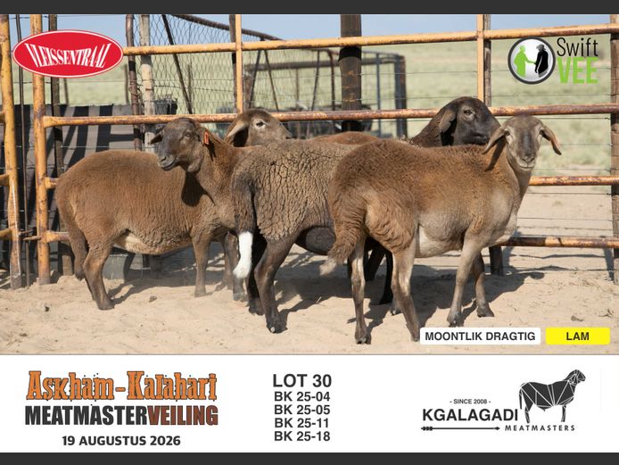 BK 25-04 | BARRI KNOETZE