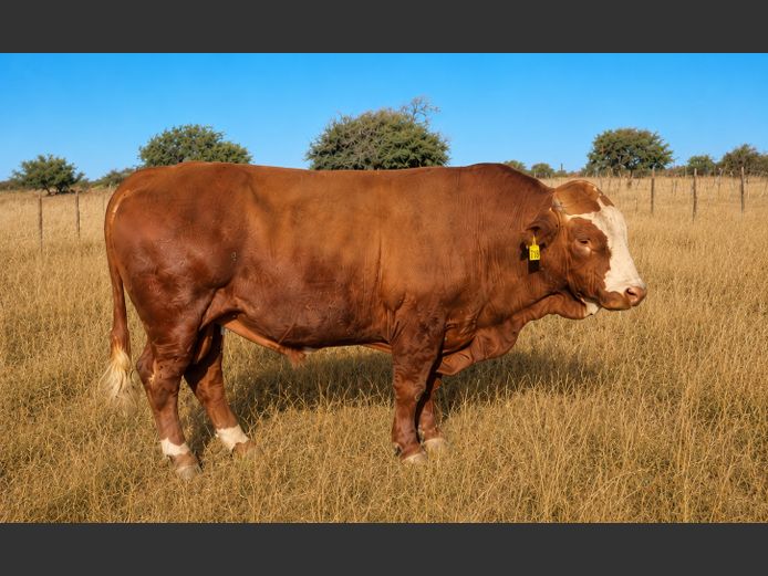 TJM231 | WILSIM SIMMENTALER