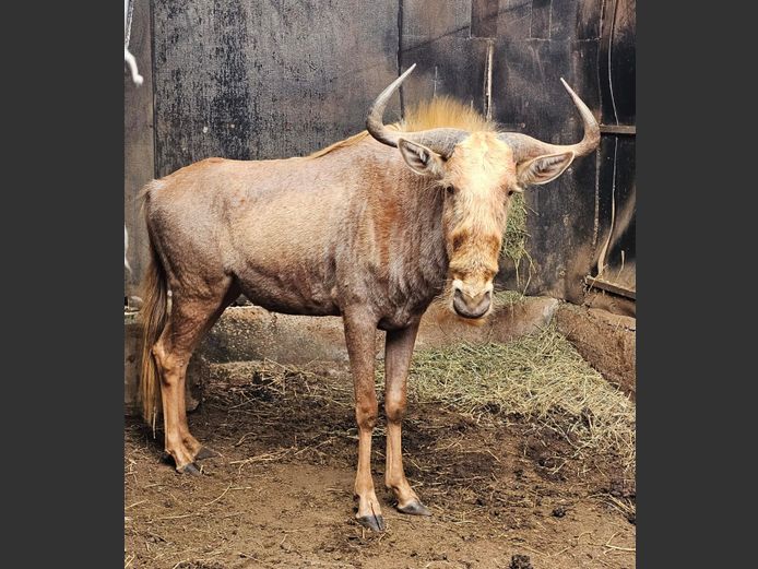 GOUE WILDEBEES | RDB SAFARIS