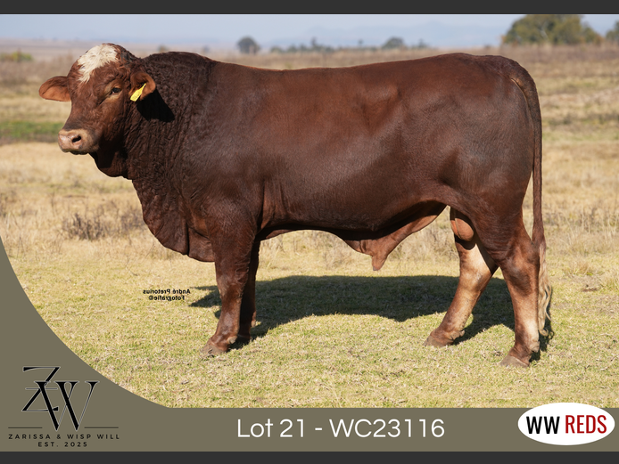 WC23116 | WISP WILL REDS