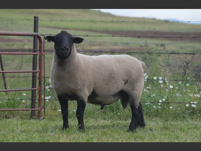 301 24-285 | TWEESEUNS