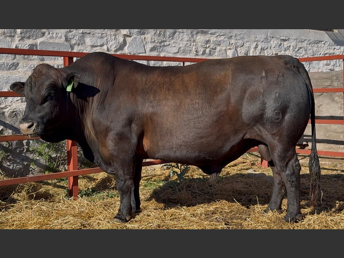 AM 180079
 | ALPHA OMEGA TULI STUD PTY LTD