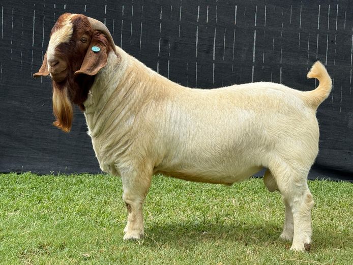 1298-2024-0350 | Karsten Boerbokstoet