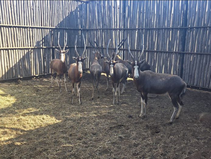 BLESBOK | NYLSVLEI