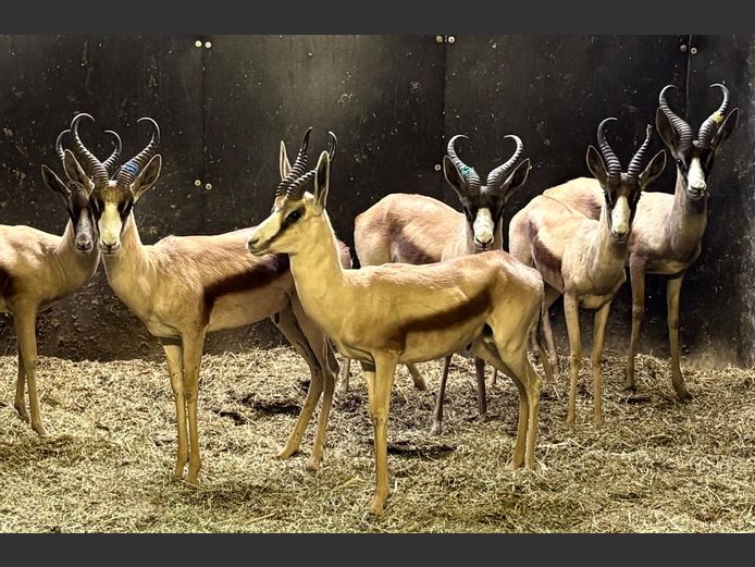 Koper Springbok Ramme