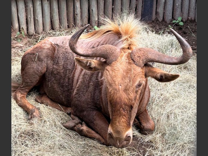 Goue Wildebees Bul