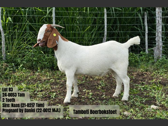 24-0053 Tam | TAMBOTI BOERBOKSTOET 