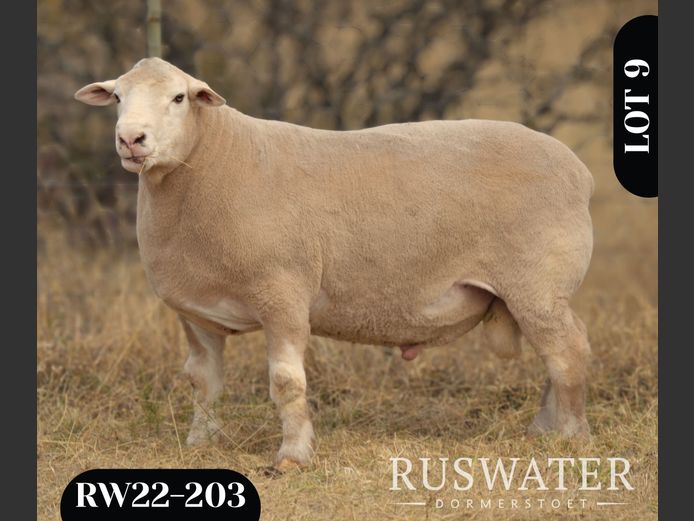 RW 220203 | P.S FOURIE