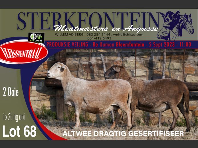 Ewes | Sterkfontein Meatmasters